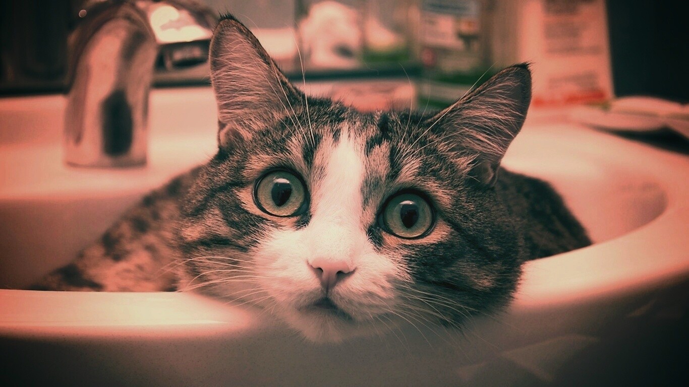 Кошак выглядывает из раковины обои