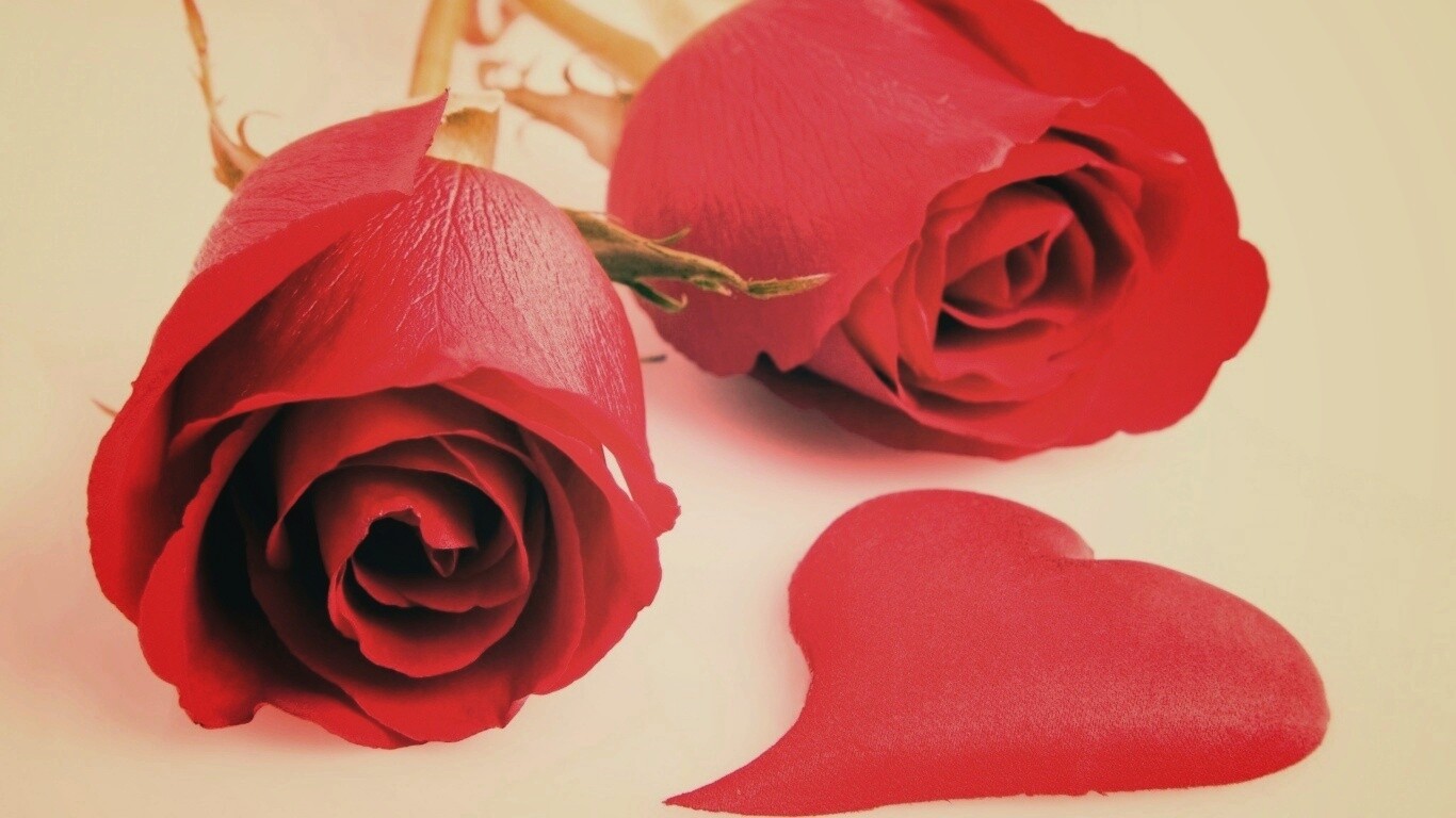 Две красные розы обои