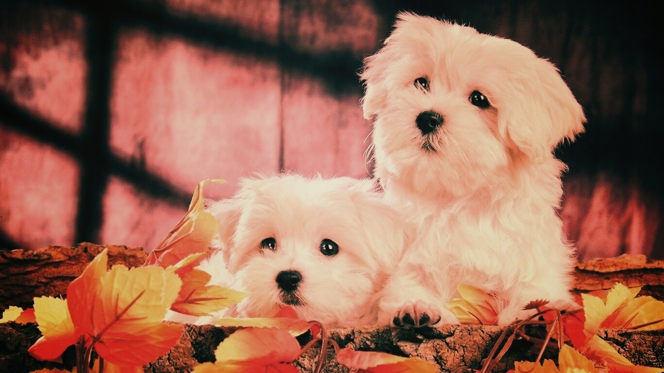 Два белых и пушистых пёсика  обои