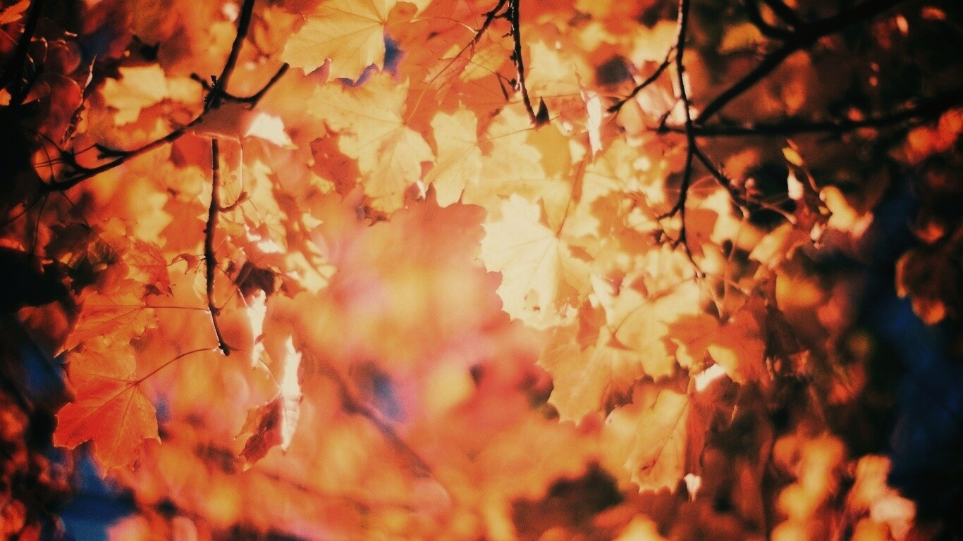 Жёлтые листья обои