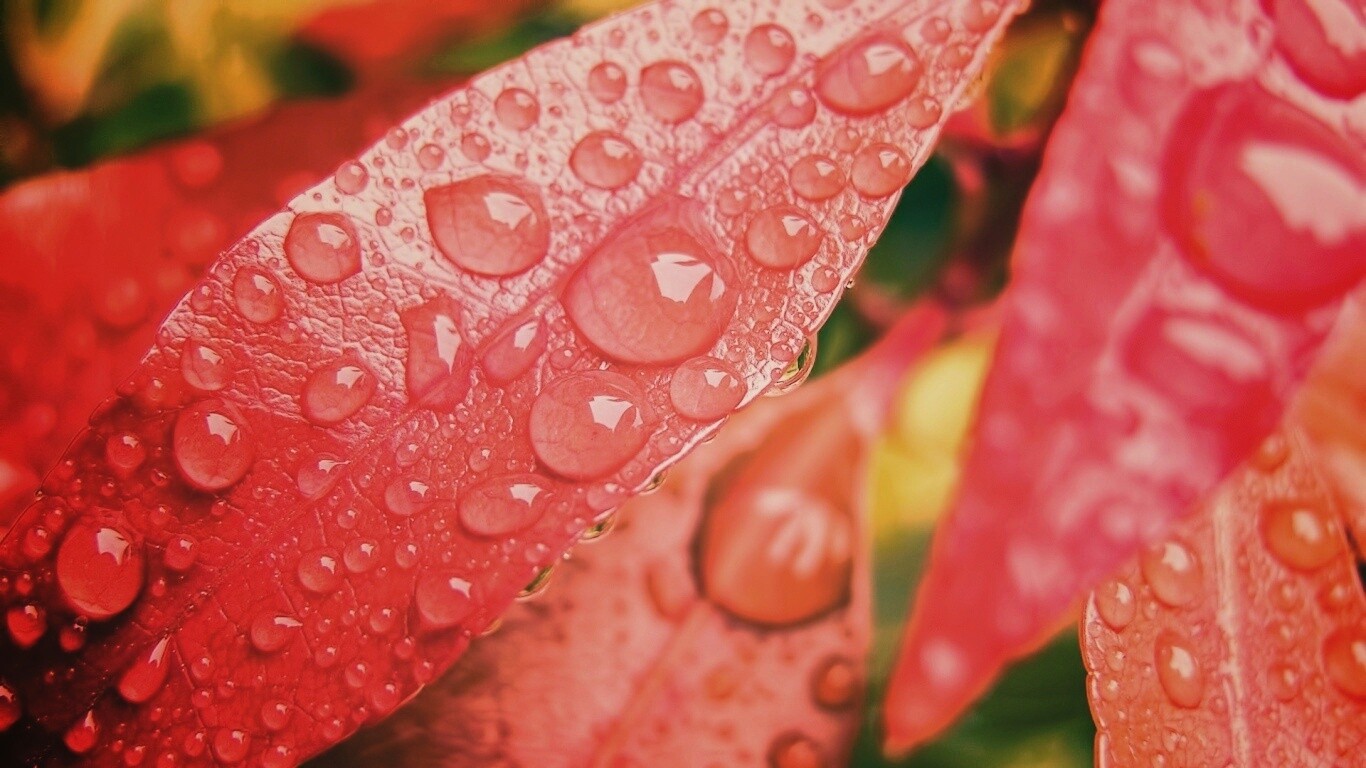 Капли росы на красных листьях обои
