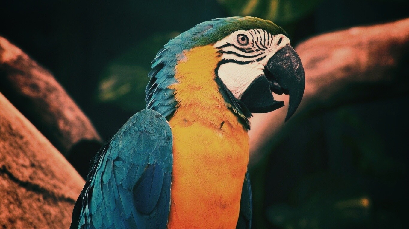 Разноцветынй попугай обои