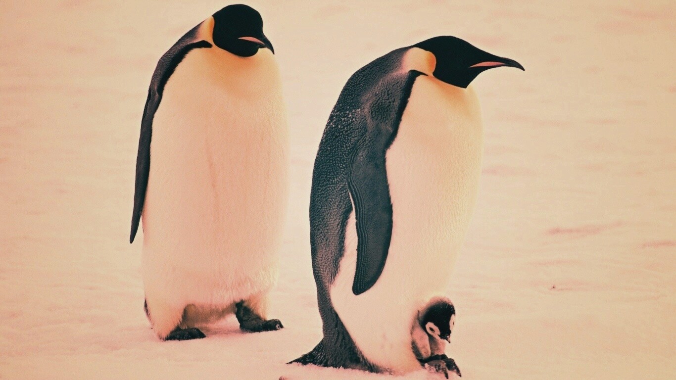 Семья пингвинов обои