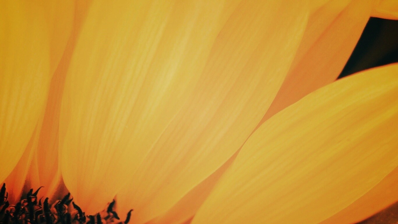 Жёлтый цветок обои