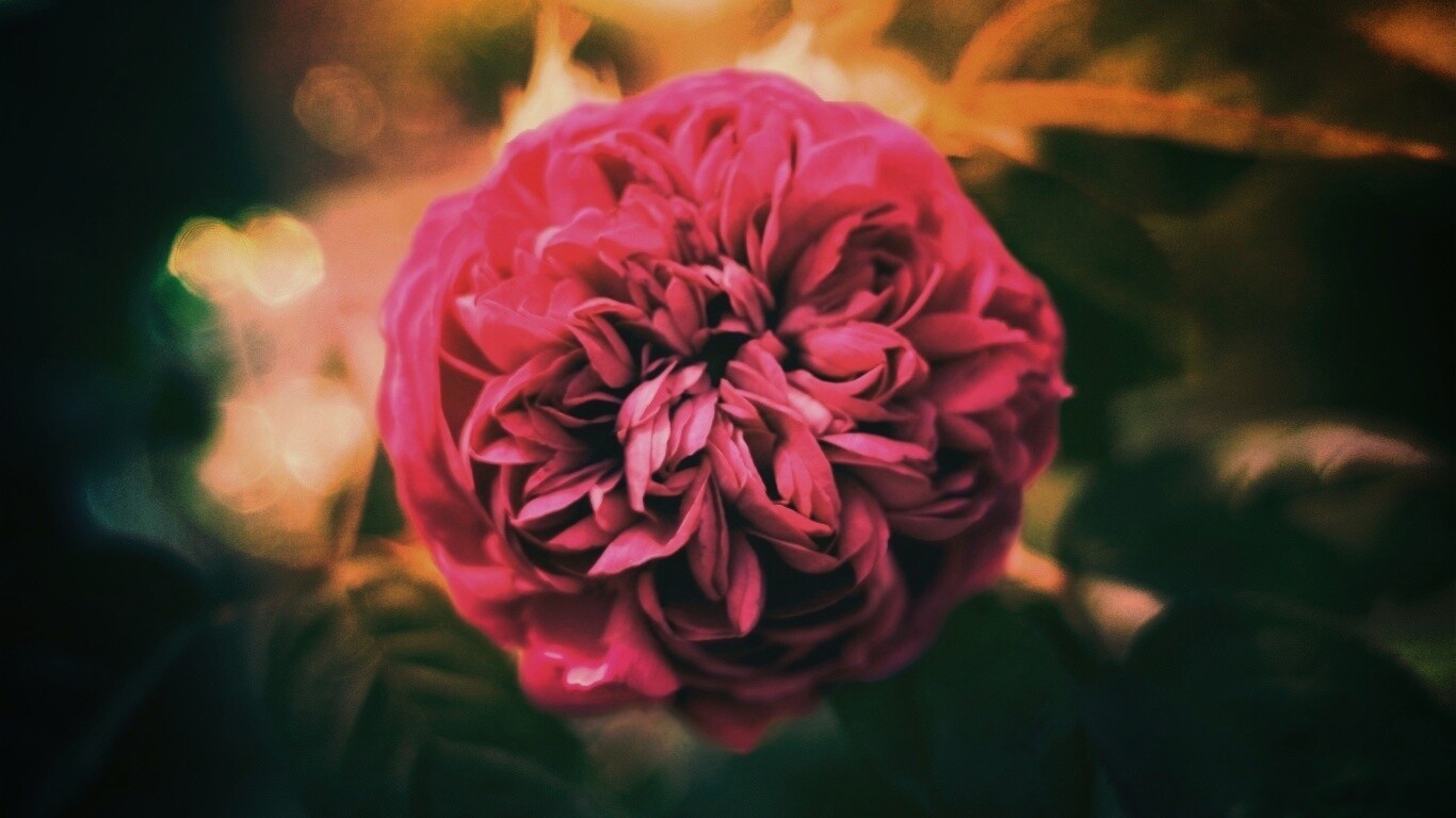 Клевер крупным планом обои