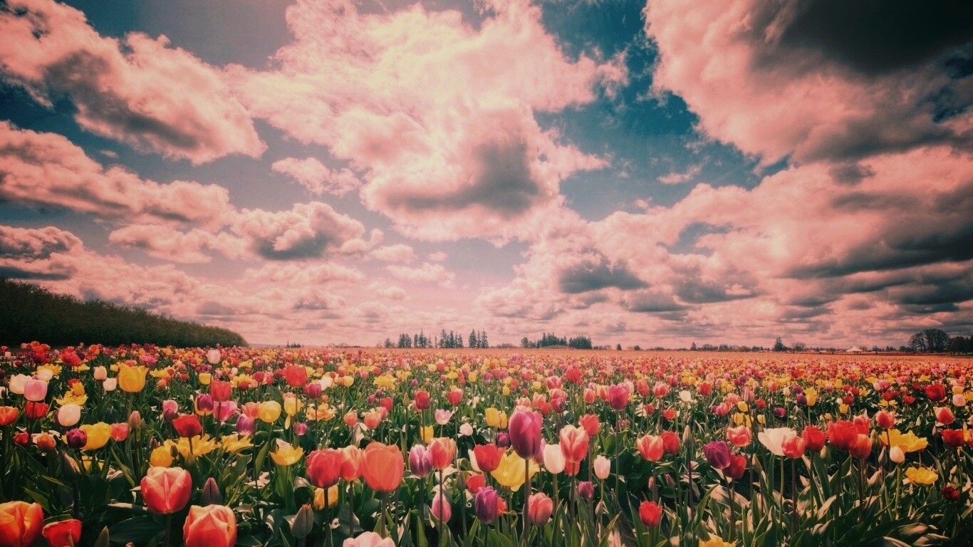 Поле тюльпанов обои