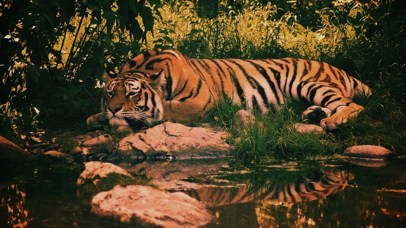 Тигр отдыхает обои