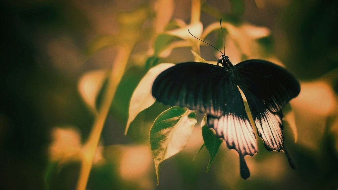 Бабочка с чёрно-белыми крыльями обои