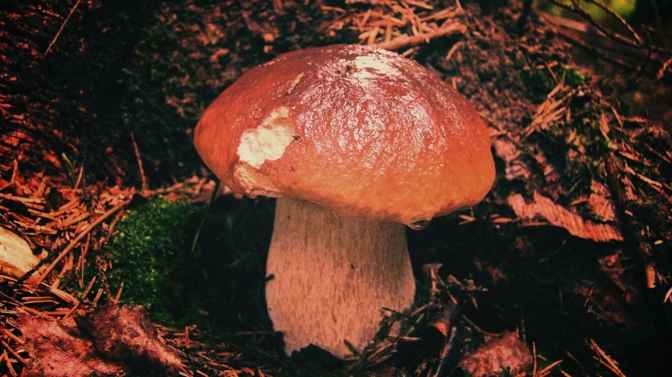 Белый гриб обои