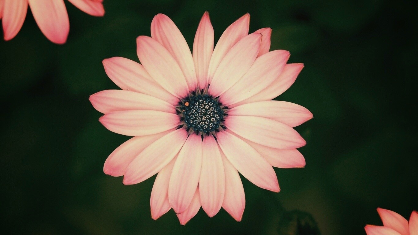 Макро фотография цветка обои