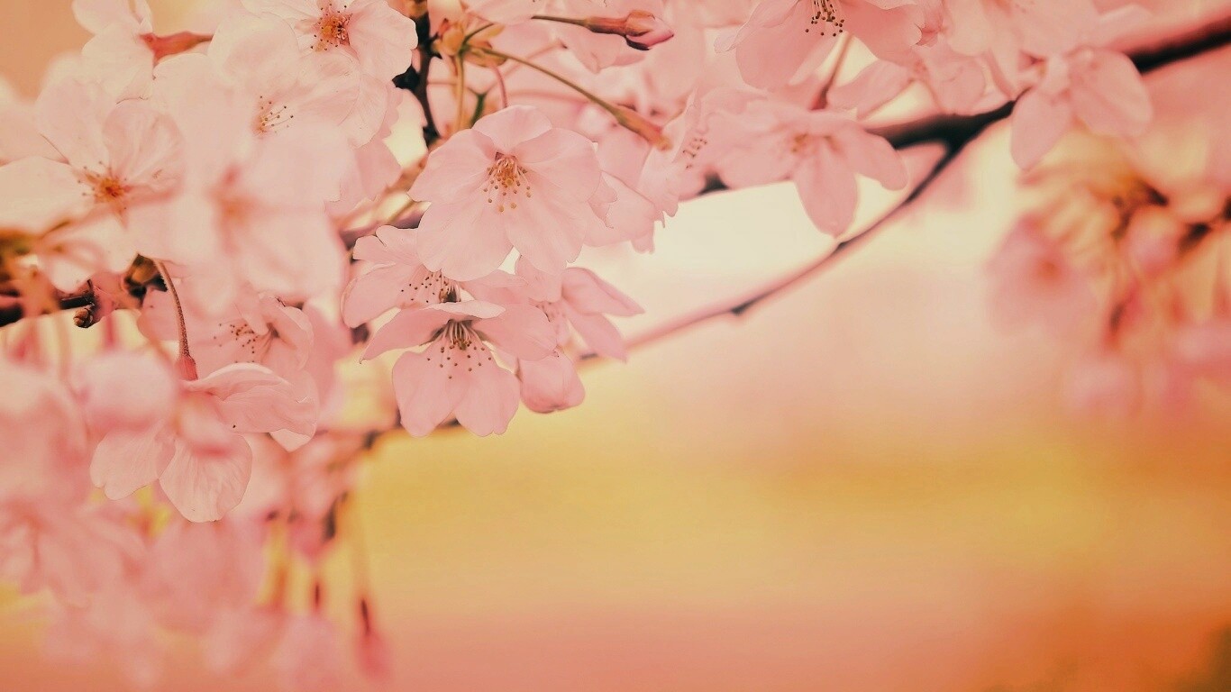 Цветение вишни обои