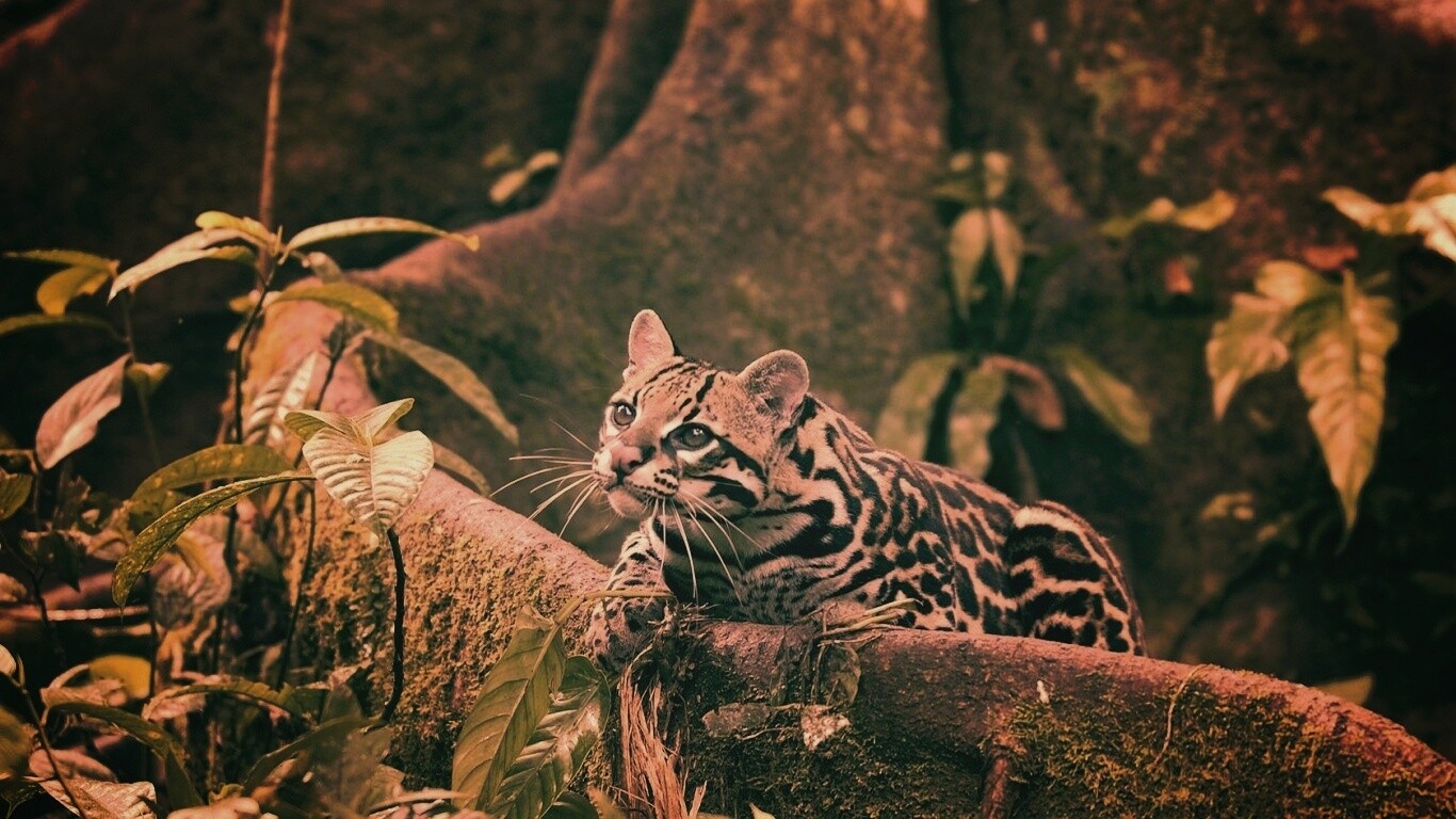 Оцелот обои