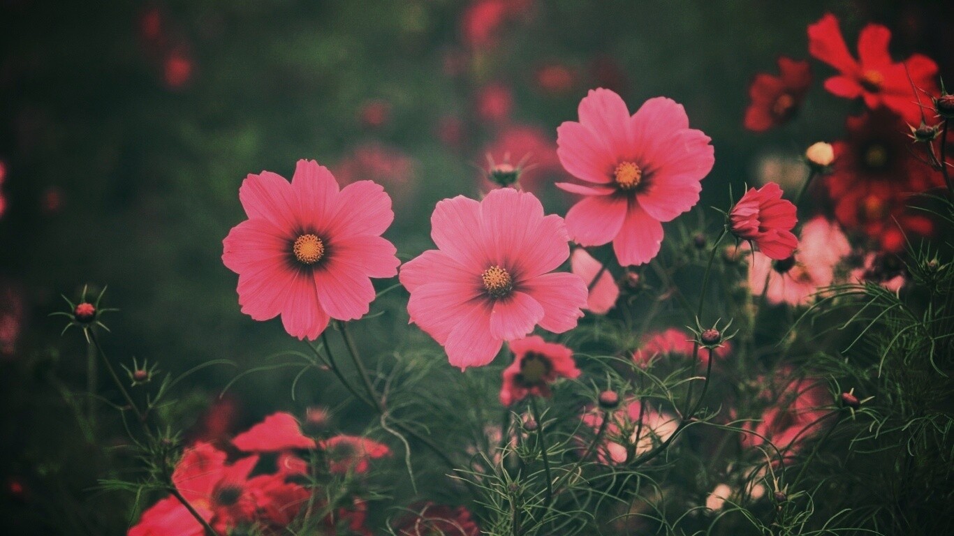 Яркие розовые цветы обои