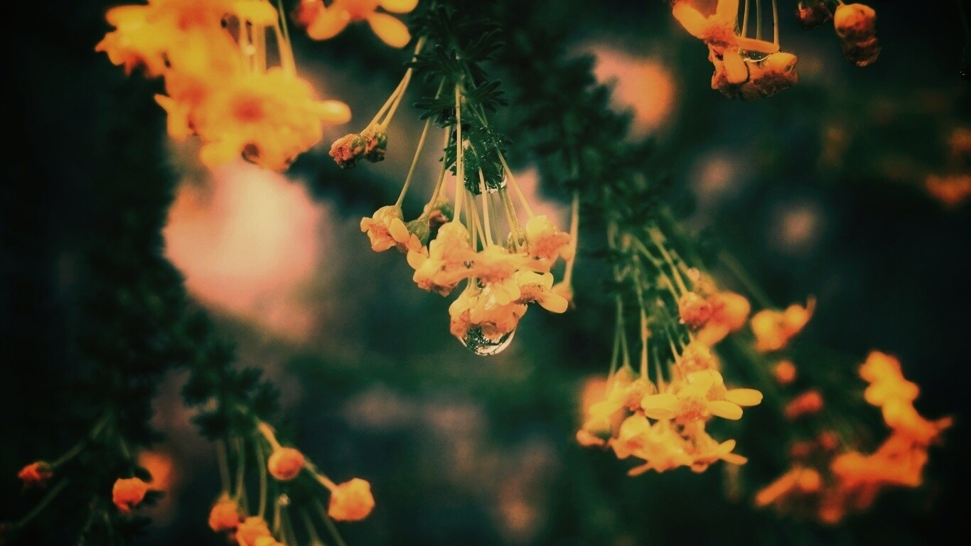 Жёлтые цветочки на ветке обои