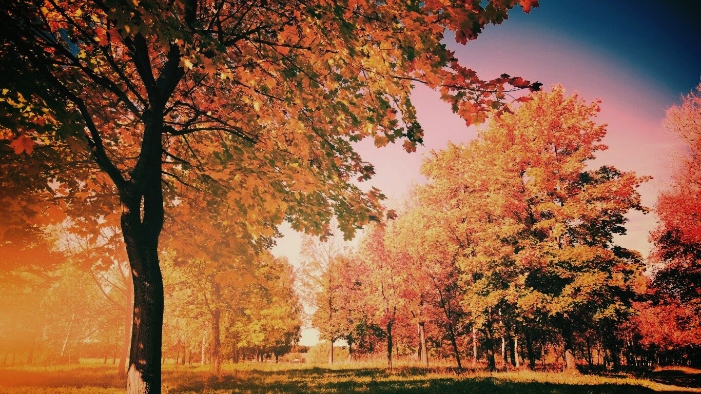 Осень в лесу обои