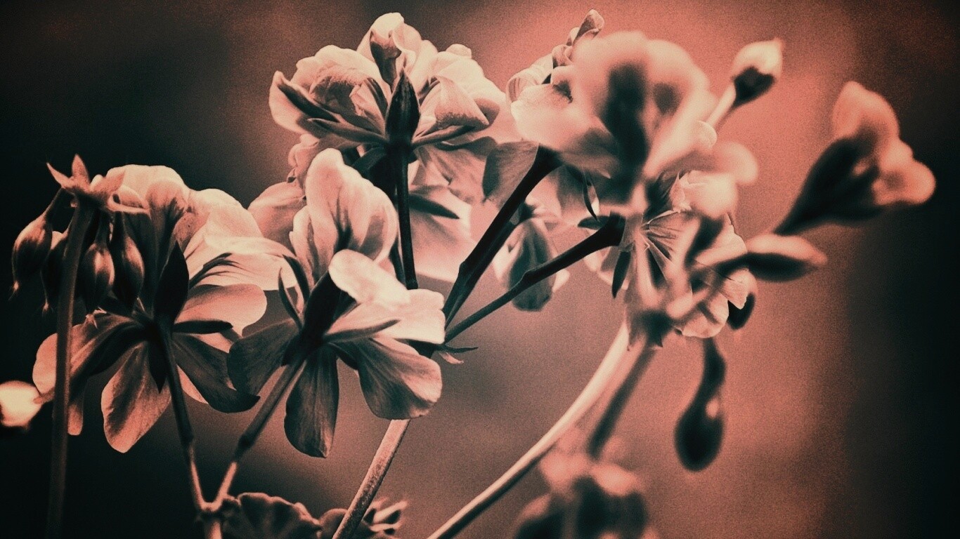 Чёрно-белое фото цветов обои