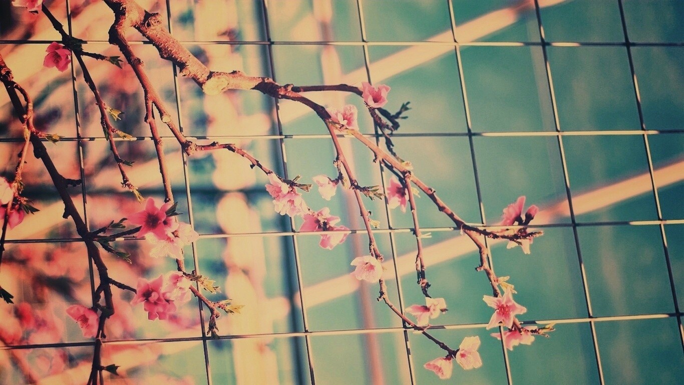 Ветка за сеткой обои