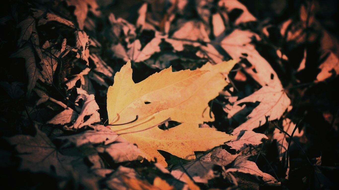 Мёртвая листва обои
