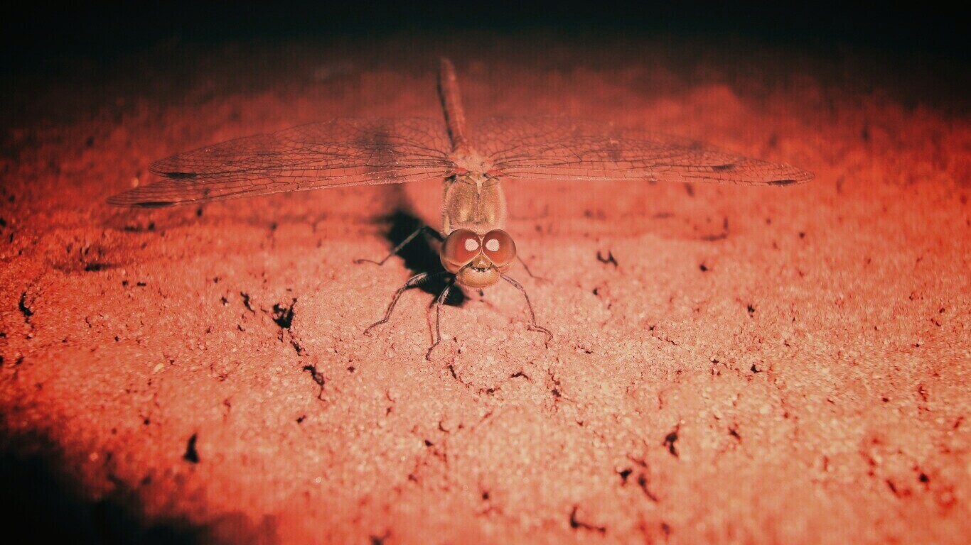 Стрекоза обои