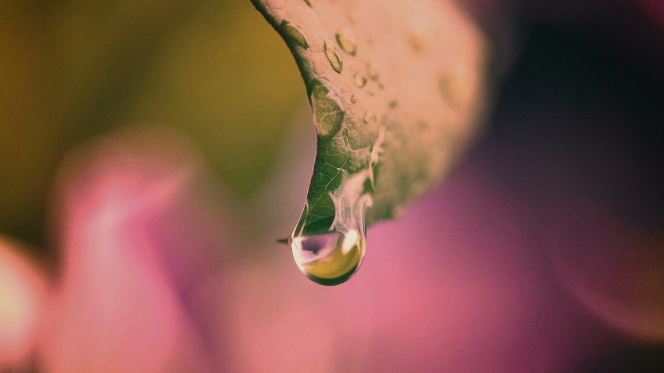 Капля на листе обои