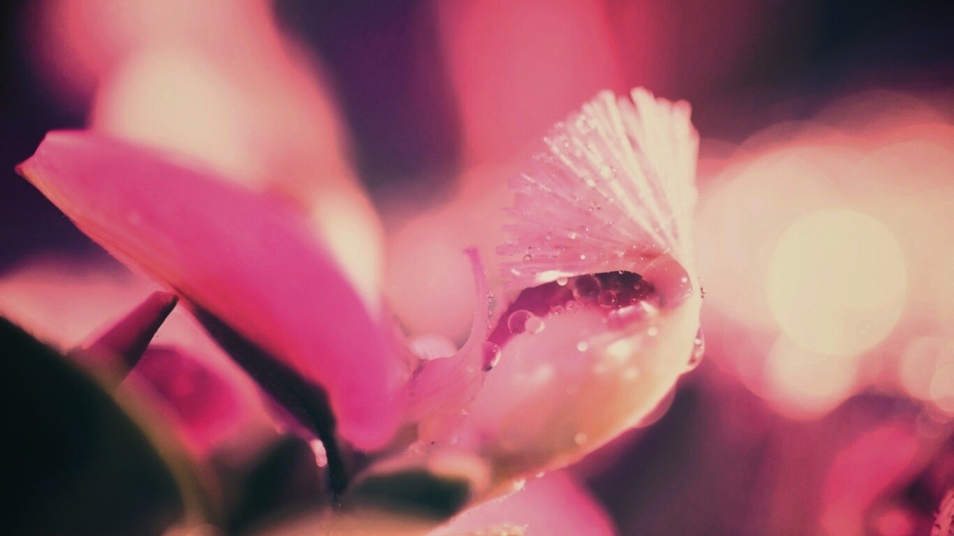 Капли на лиловом цветке обои