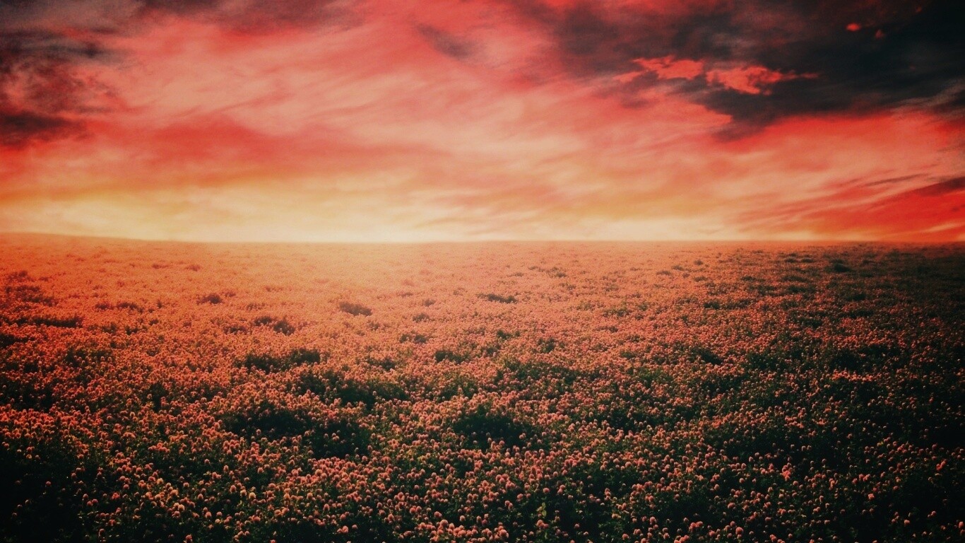 Закатное небо над цветочным полем обои