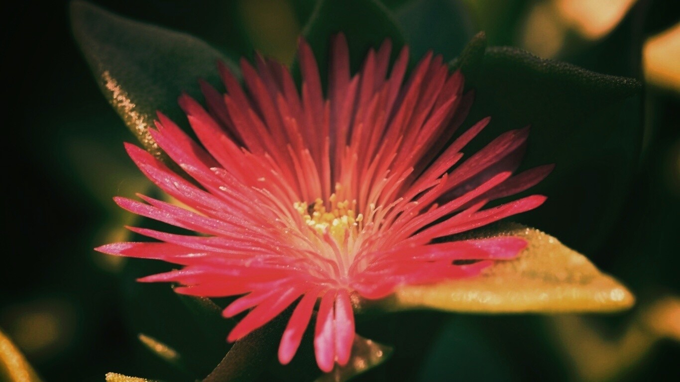 Чудесный цветок обои