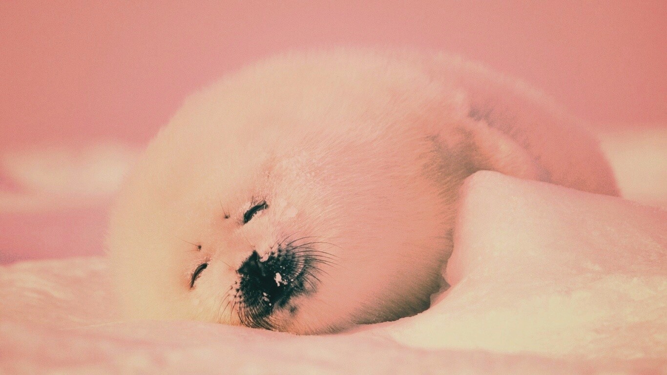 Гренландский тюлень обои