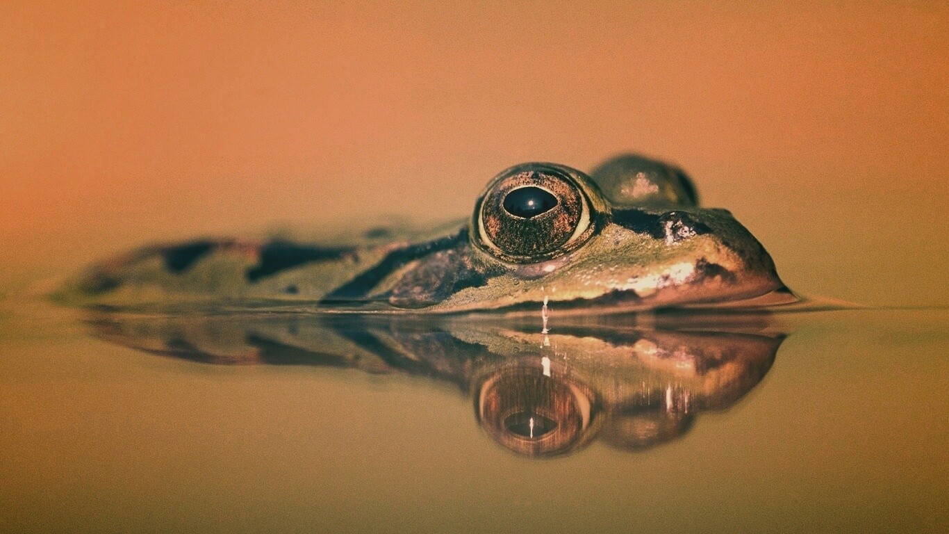 Лягушка обои