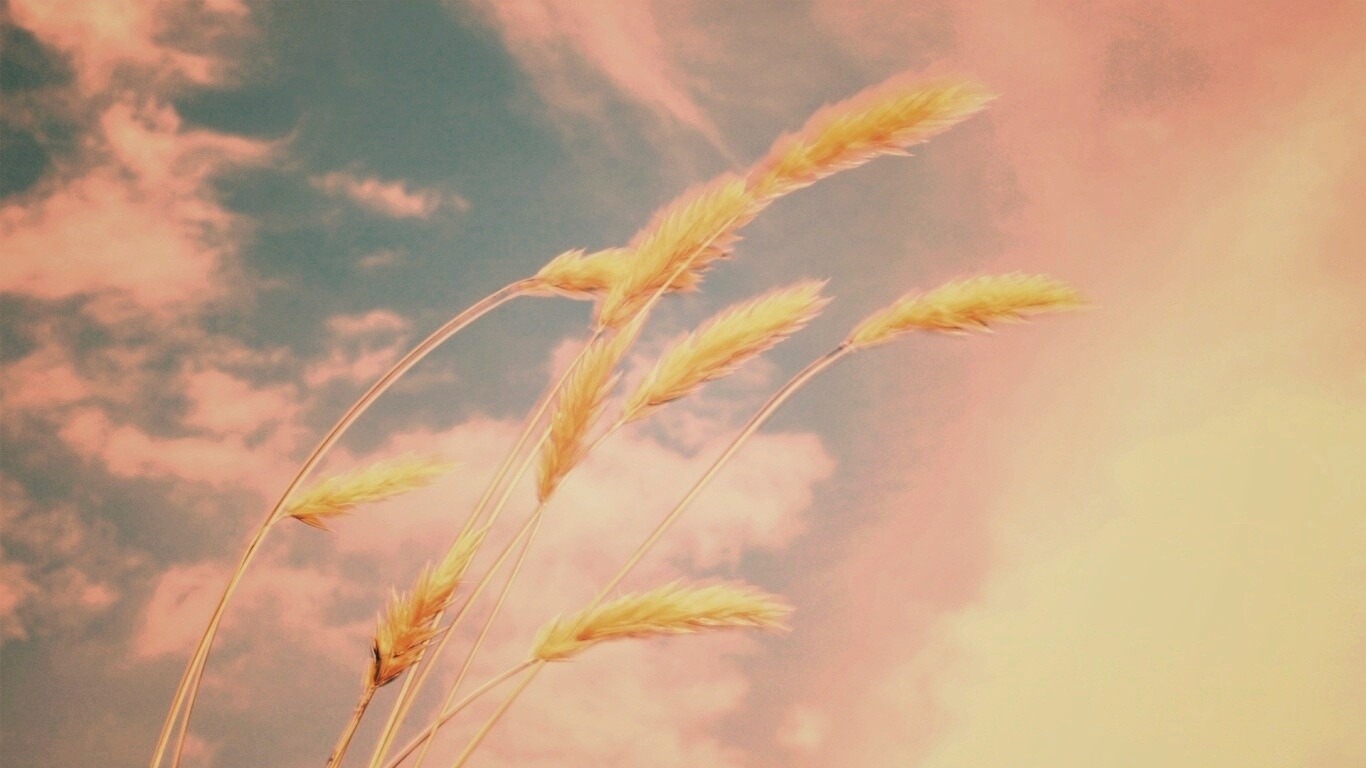 Колосья обои