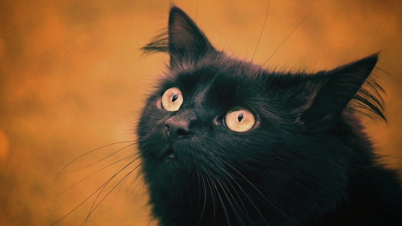 Чёрный котик с зелёными глазками обои