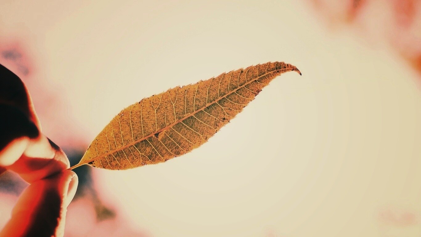 Листик в пальцах обои