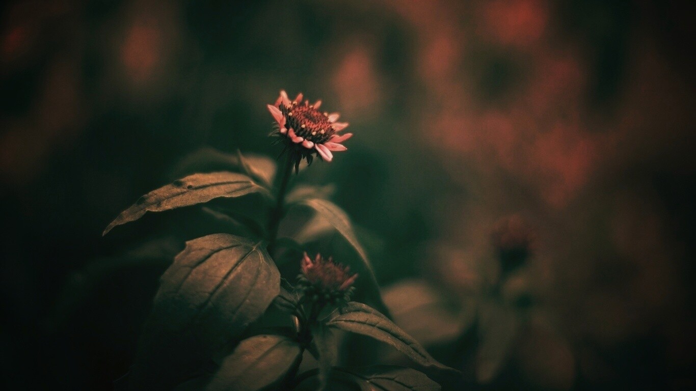 Фотография цветка обои