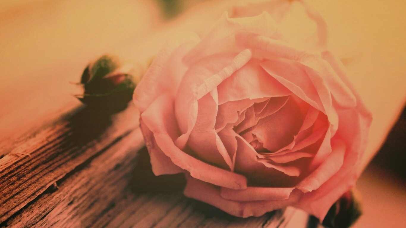 Бутон нежной розы обои