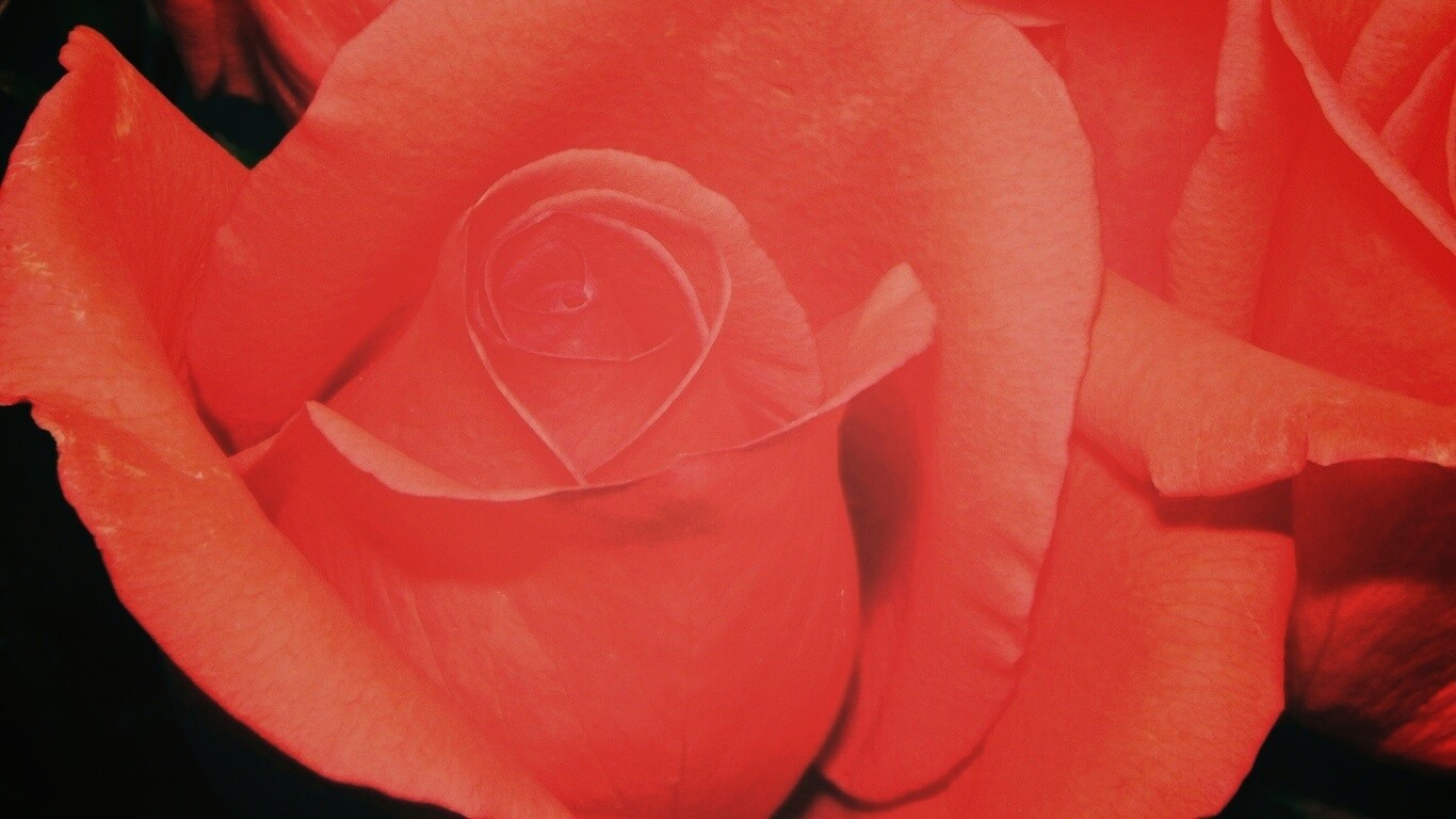 Бутон розы обои