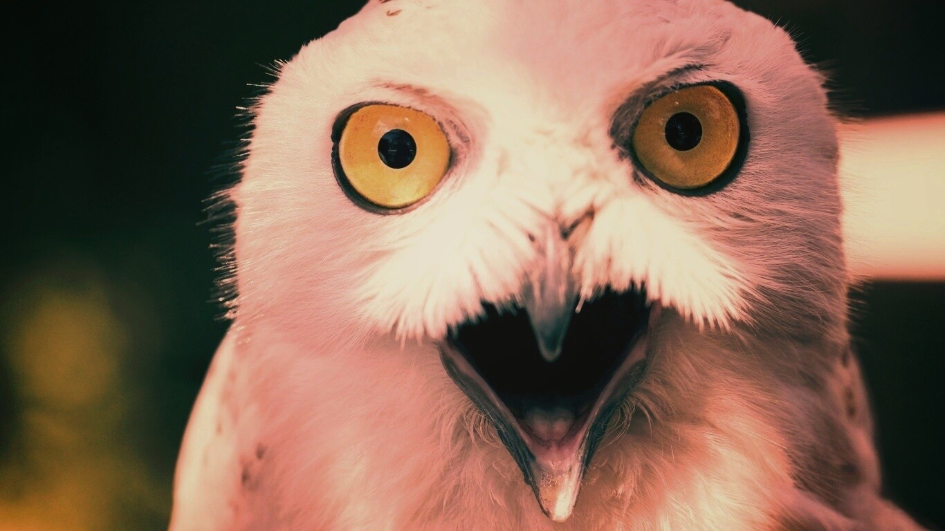 Сова в шоке! обои