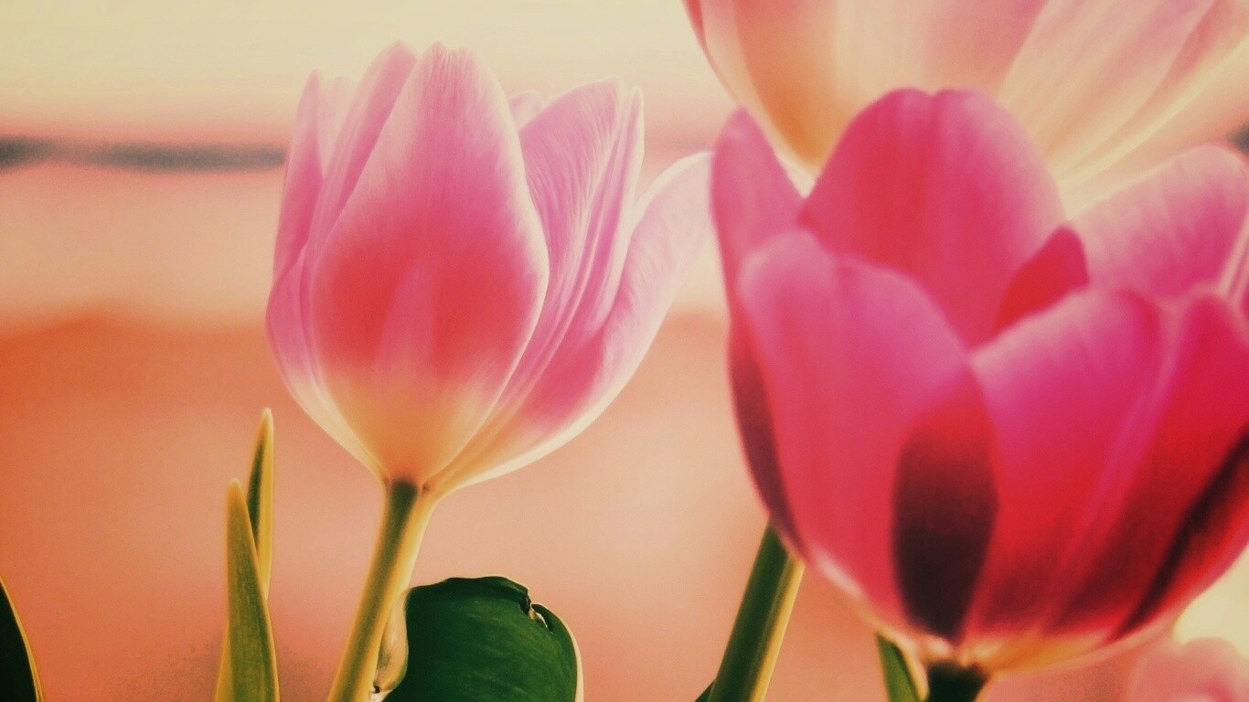 Тюльпаны обои