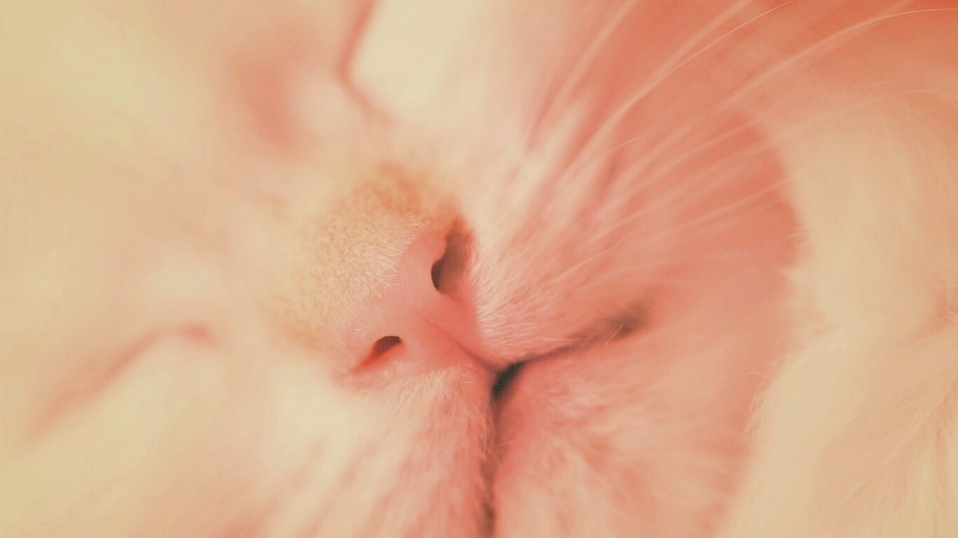 Кошачья мордочка обои