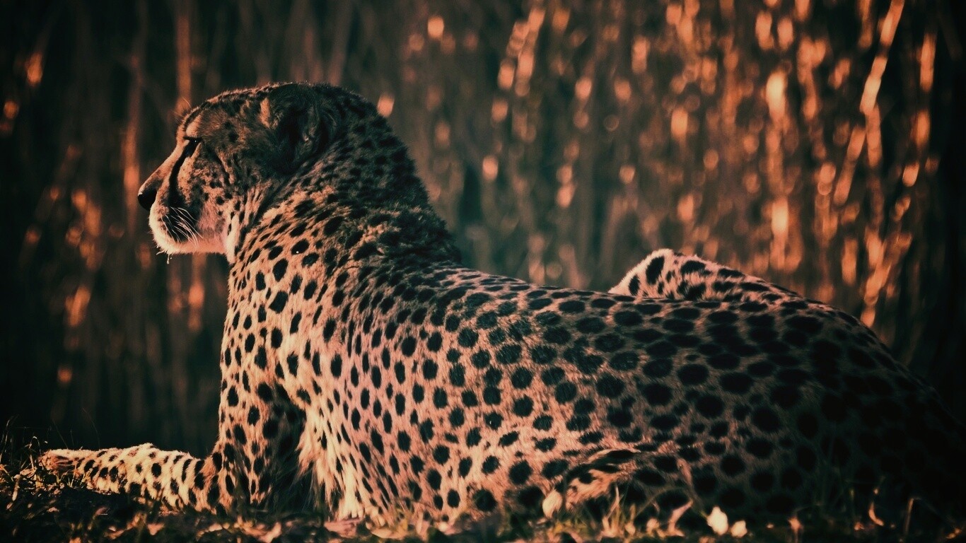 Гепард обои