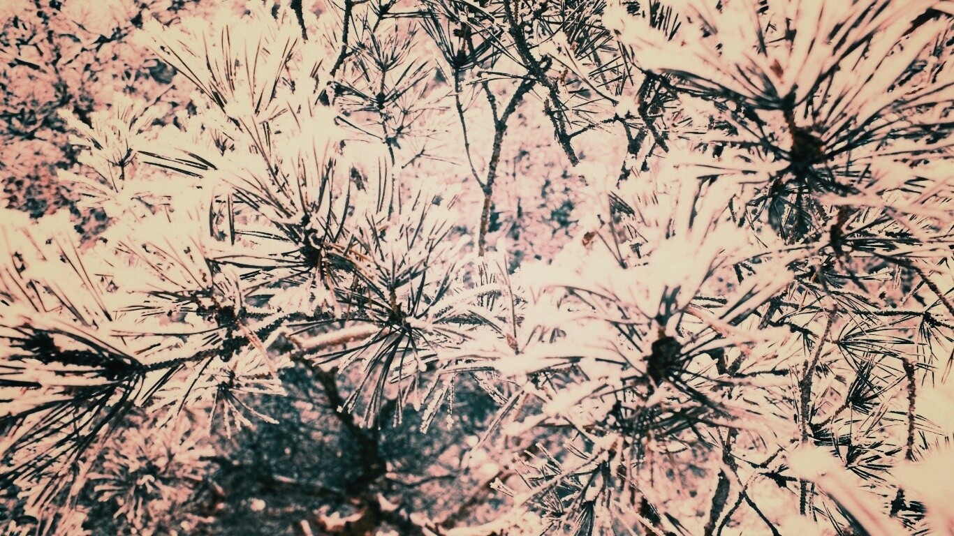 Фото сосны обои