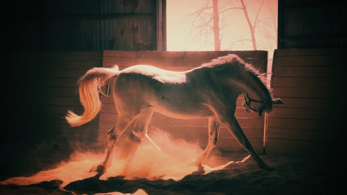 Белая лошадь в загоне обои