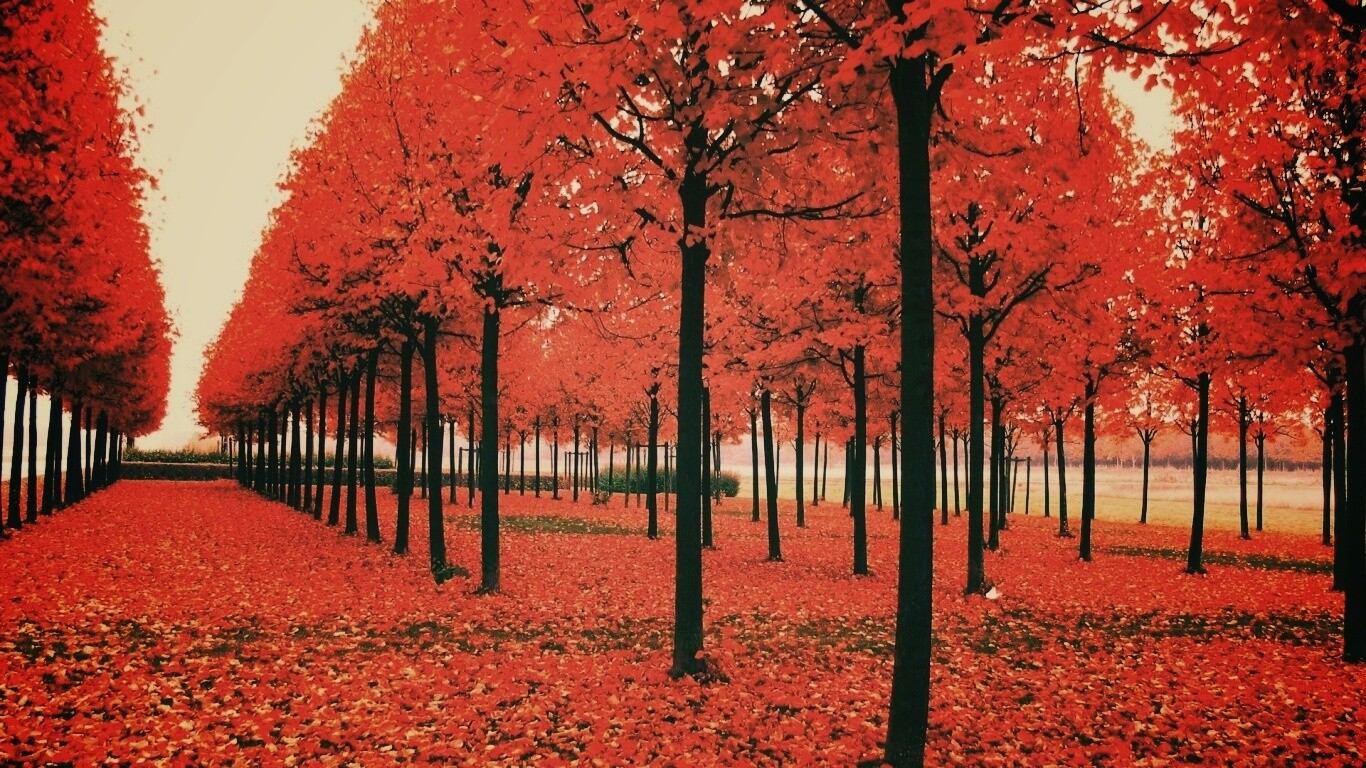 Скачать бесплатно осень обои