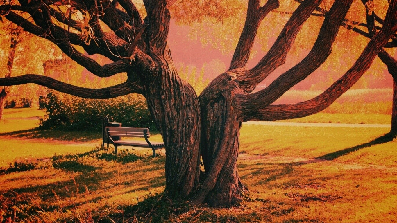 Старые сросшиеся деревья обои