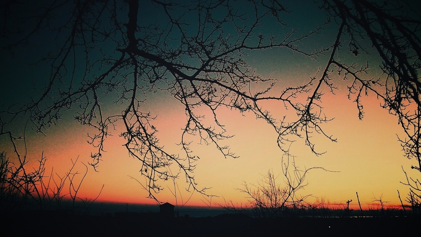 Закат сквозь ветки деревьев обои