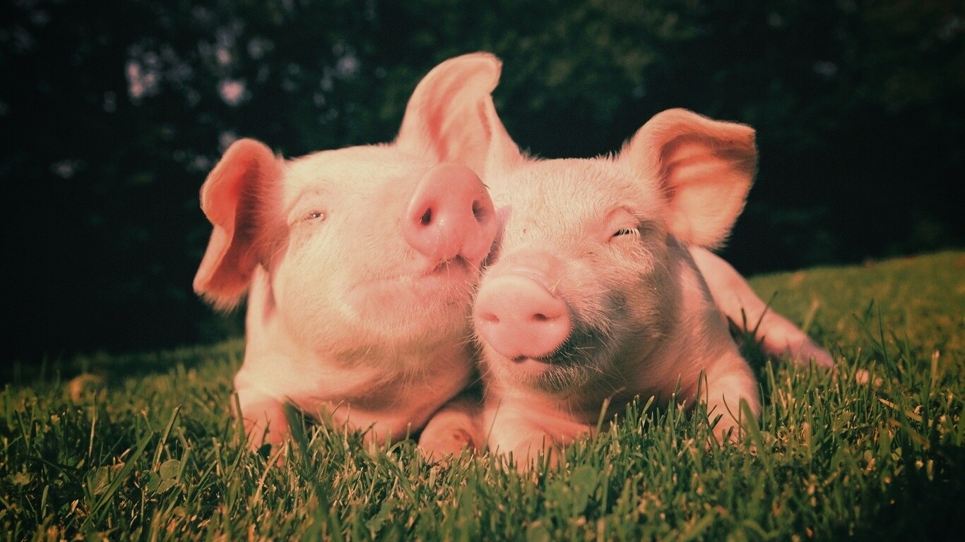 Два поросёнка обои