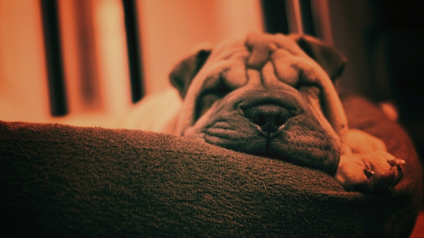 Щенок шарпея спит обои