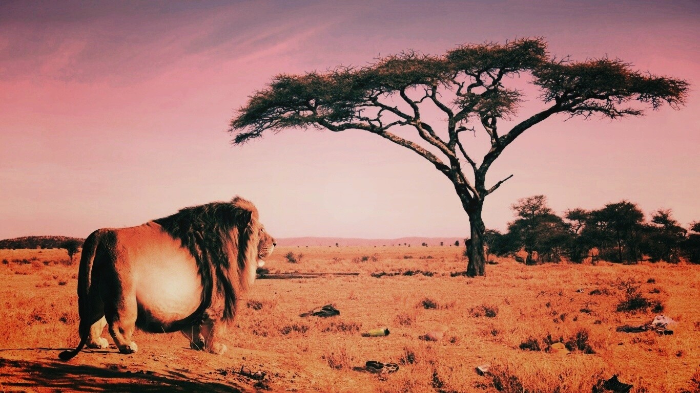 Толстый лев обои