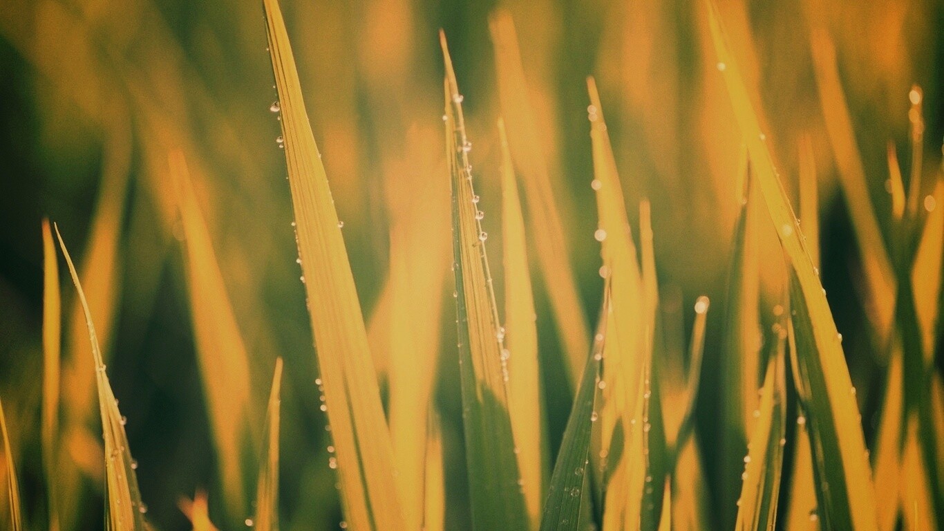 Яркая зеленая трава обои