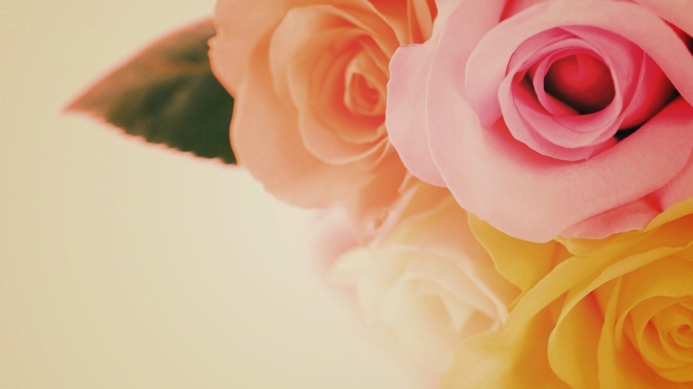 Букет разноцветных роз обои