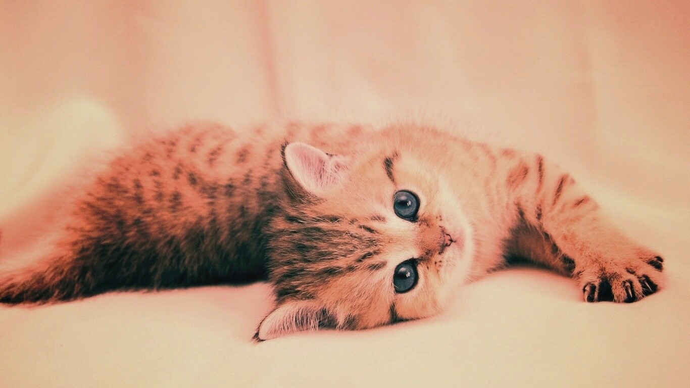 Рыжиый котенок с синим глазами обои